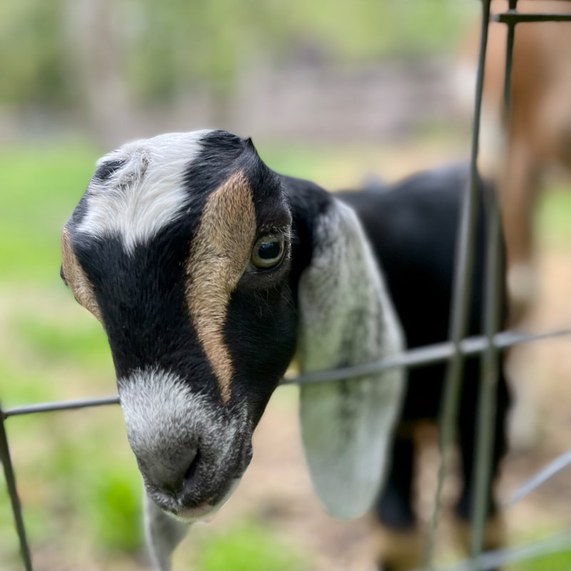 white post farm discount code 2023